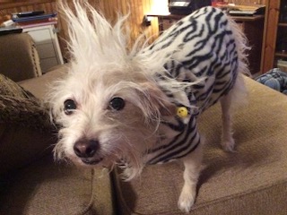 A small white-haired dog wearing a black and white zebra-striped sweater and looking unimpressed with both the sweater and the photographer. Her wild hair is standing straight up. The smiley button on the collar is ironic!